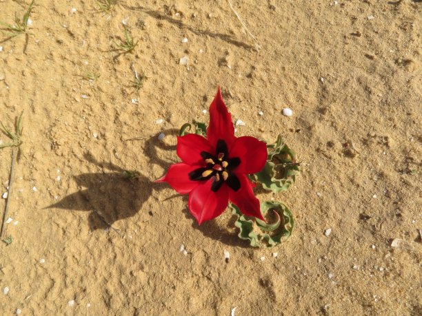 沙漠中的一朵红色郁金香图片下载