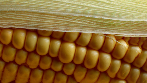 微距照片多汁的成熟玉米素食图片下载