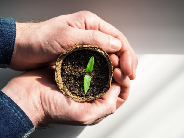 一位男性农学家拿着一个装有幼苗的环保花盆，特写。年轻人落在男人手里。一个新生命诞生的概念。绿色植物在阳光下发芽图片下载