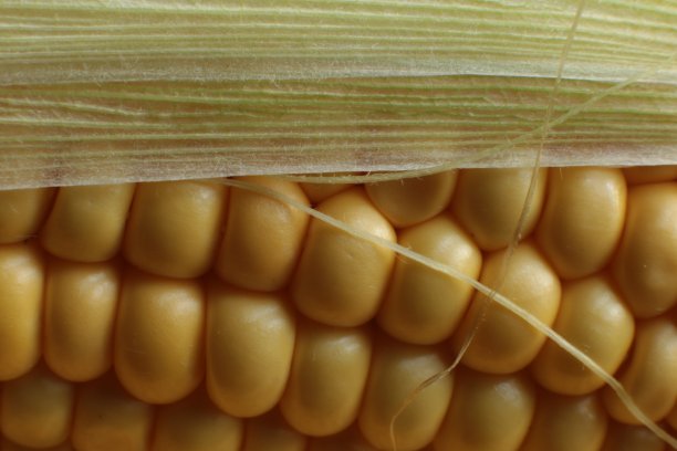 微距照片多汁的成熟玉米素食图片下载