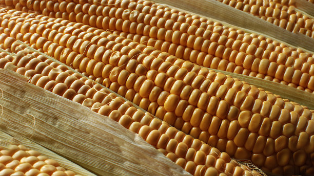 微距照片多汁的成熟玉米素食图片下载