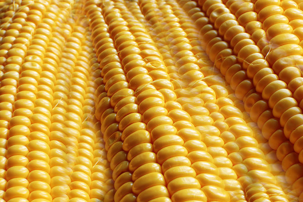 微距照片多汁的成熟玉米素食图片下载
