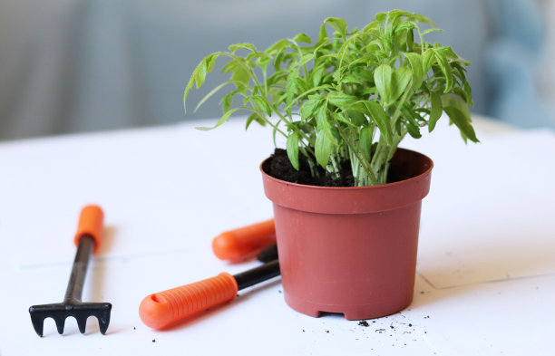 用塑料盆和小园艺工具在家种西红柿。图片下载