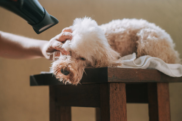 一位亚洲华裔女性在封锁期间于家中阳台为棕色玩具贵宾犬梳理毛发并吹干图片下载
