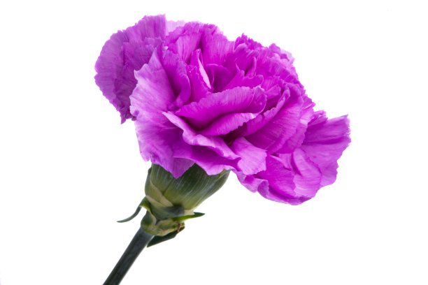 紫色康乃馨孤立图片下载