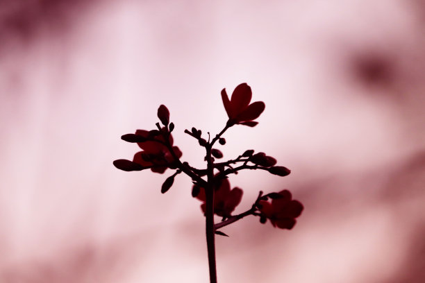 花的影子图片下载