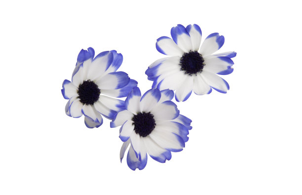 pericallis孤立图片下载