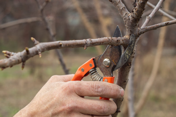 一个人用修枝机修剪树枝图片下载