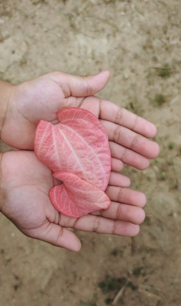 孩子的手和花瓣图片下载
