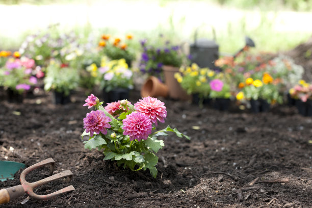大丽花在花园里图片下载