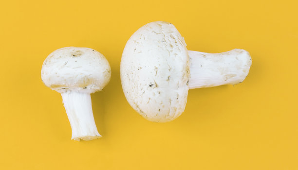白蘑菇孤立图片下载
