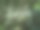 树图片下载