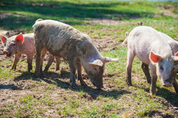养猪场。猪在现场图片下载
