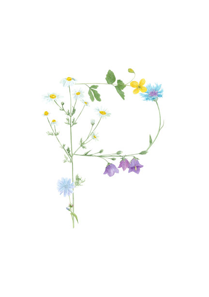 水彩手绘野生草甸花字母表收藏。字母P(蓝铃草，矢车菊，洋甘菊，菊苣，白屈菜)，孤立于白色背景上。图片下载