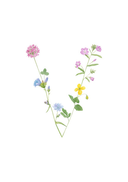 水彩手绘野生草甸花字母表收藏。孤立在白色背景上的字母V(菊苣，三叶草，白屈菜，杂草)图片下载