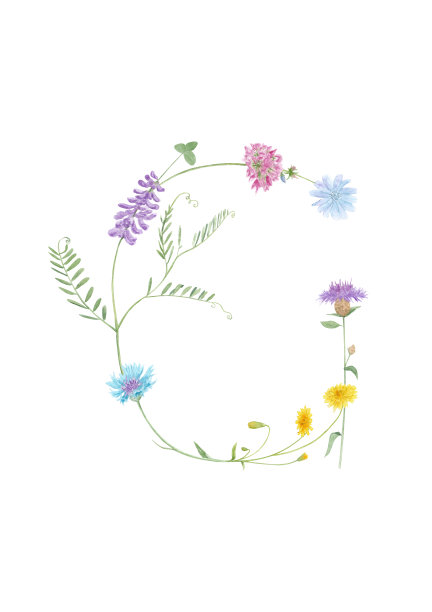 水彩手绘野生草甸花字母表收藏。字母G(菊苣，野豌豆，蒲公英，三叶草，矢车菊)孤立在白色背景上。图片下载