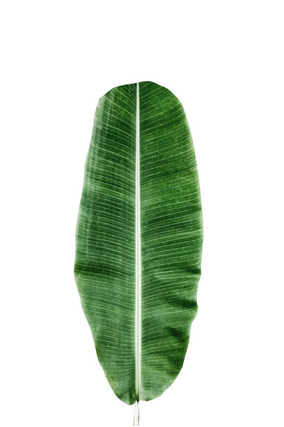 芭蕉叶在一个白色的背景孤立和修剪路径包括图片下载