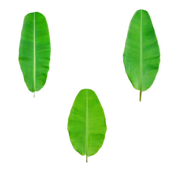 热带树叶，芭蕉叶孤立在白色的背景和修剪路径包括。图片下载