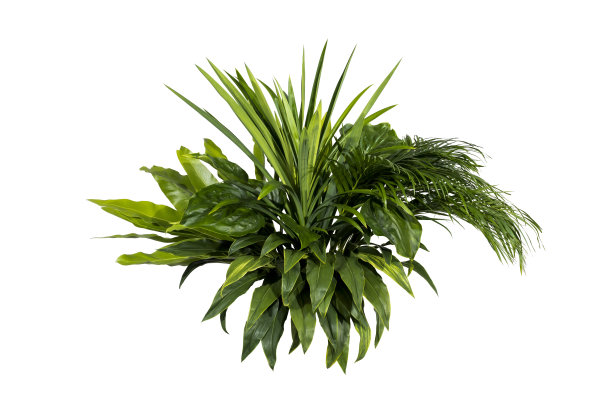 绿叶做背景和墙纸图片下载