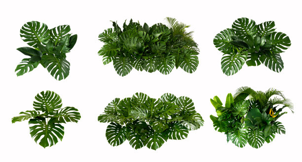 绿叶做背景和墙纸图片下载