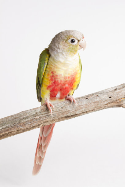 枝上绿颊的菠萝图片下载