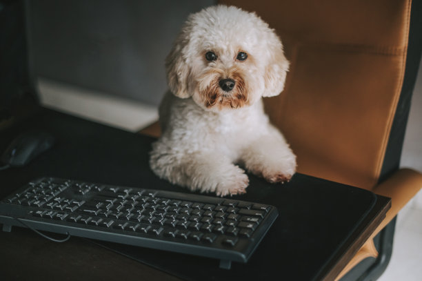 一只玩具贵宾犬在家里在台式电脑和电脑键盘前工作图片下载