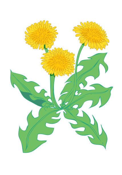 蒲公英花朵插画素材图片下载
