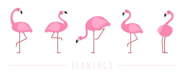 粉红色的火烈鸟。奇异的热带鸟类。孤立的野生动物向量集图片下载