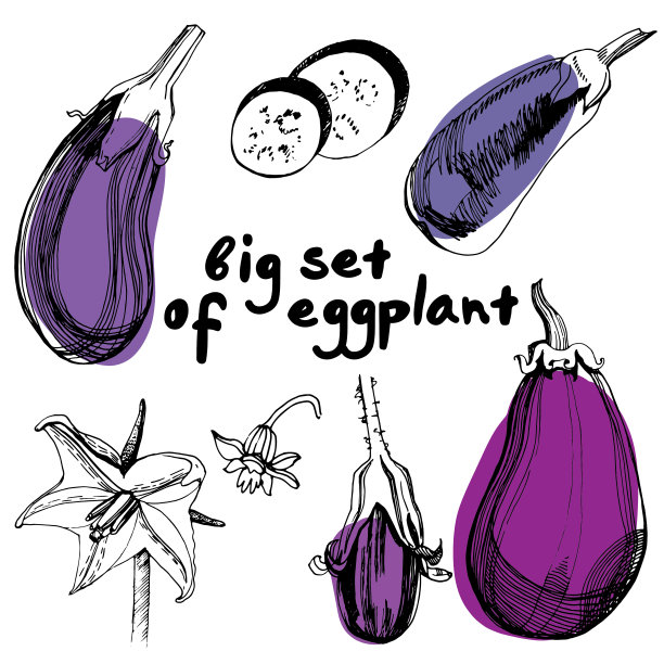 手绘素描风格茄子图片下载
