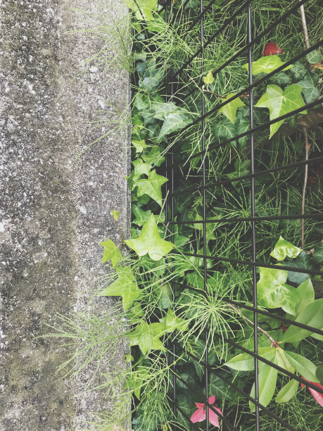 植物的特写。图片下载