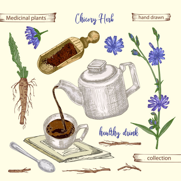 菊苣根、花、粉、茶壶、茶杯、匙等植物色彩素描，以黄色为背景，采集花卉。药植物。图片下载