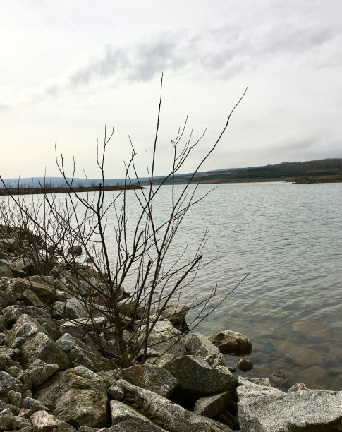 洪水淹没的采石场边缘，石头中的无叶灌木图片下载
