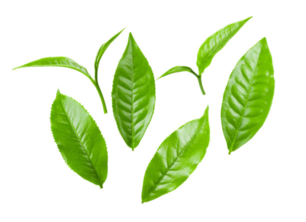 白色背景上孤立的绿茶叶子图片下载
