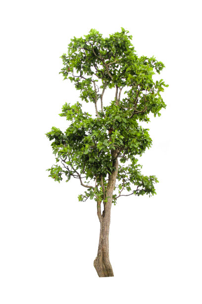 白色背景上的树图片下载