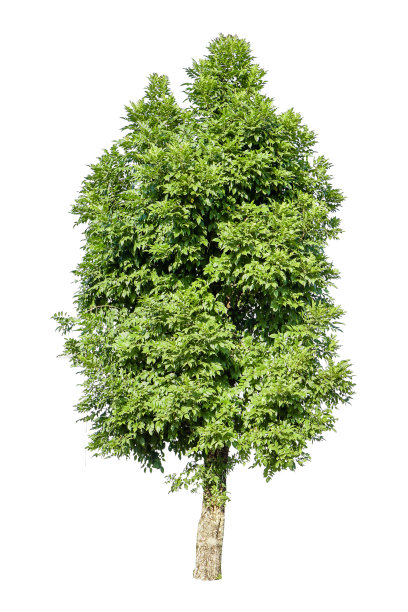 白色背景上的树图片下载