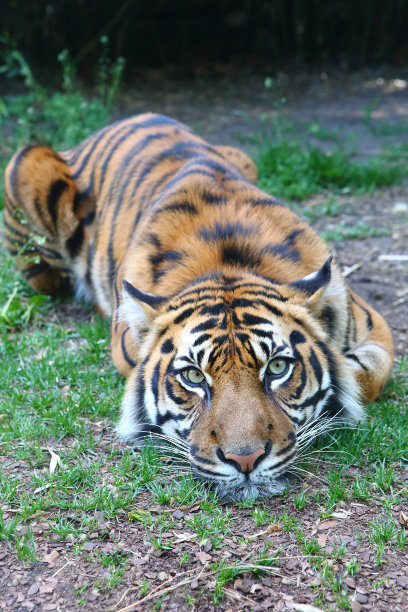 老虎躺在草地上图片下载