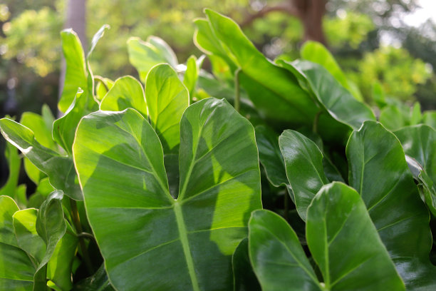 植物园内的绿叶-植物标本照片图片下载