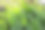 植物园内的绿叶-植物标本照片图片下载