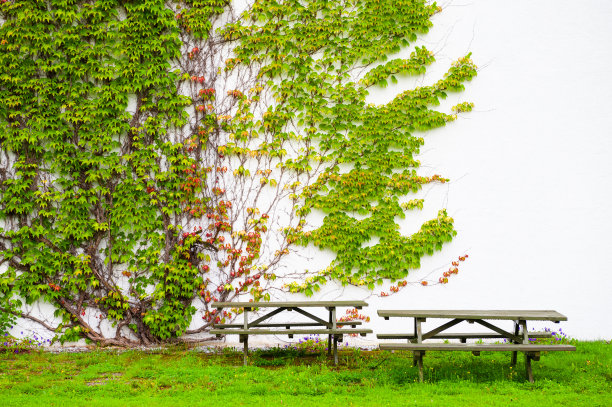 院子里有两张长凳和绿植在墙上的房子。图片下载