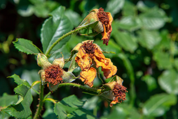 枯萎的花朵图片下载