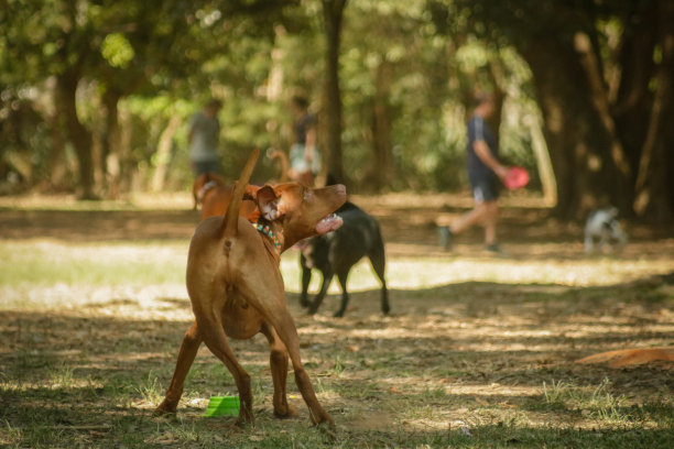 在公园图片下载