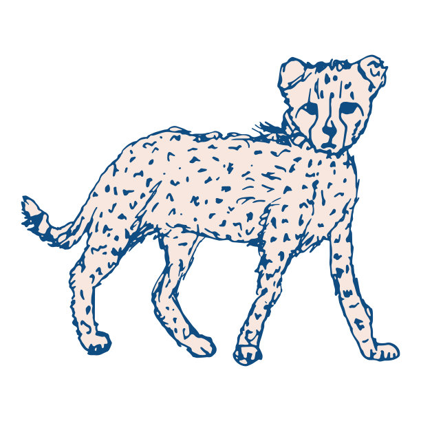 猎豹宝宝矢量插图。孤立的草图野豹或美洲豹在pantone经典的蓝色和桃色在白色的背景。图片下载