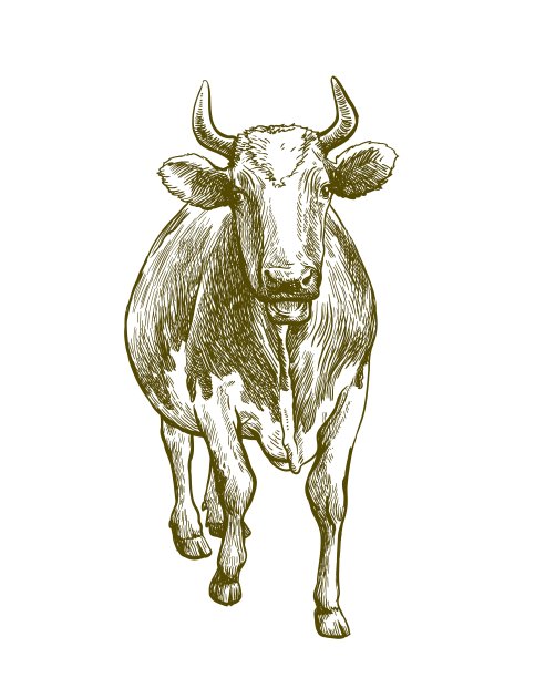 饲养奶牛。畜牧业。牲畜插图上的白色图片下载