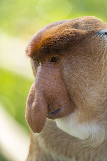 马来西亚婆罗洲自然环境中的长鼻猴肖像图片下载