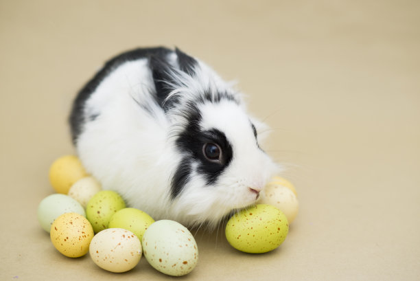 可爱的兔子图片素材ID：354448890