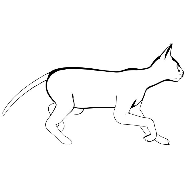 白色背景上的猫素描。Sphynx轮廓矢量图片下载