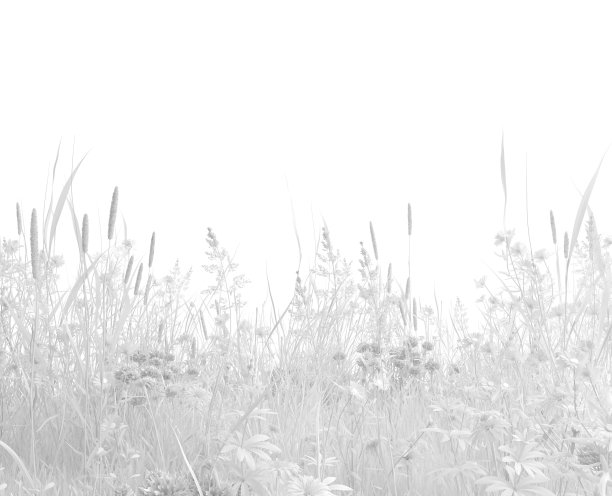 白色背景上的无色野草和野花。草药收获在单色白色。插图与复制空间。三维渲染图片下载