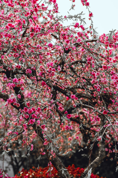 春天盛开的树图片下载