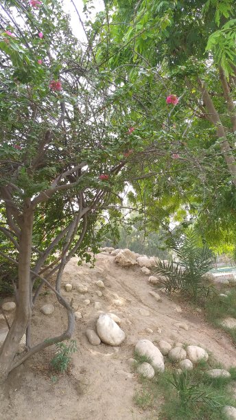 美丽的森林景观照片，可以作为商店、办公室、住宅的室内装饰图片下载