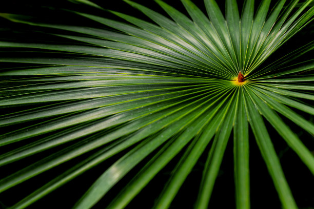 热带棕榈叶，亚马逊雨林图片下载